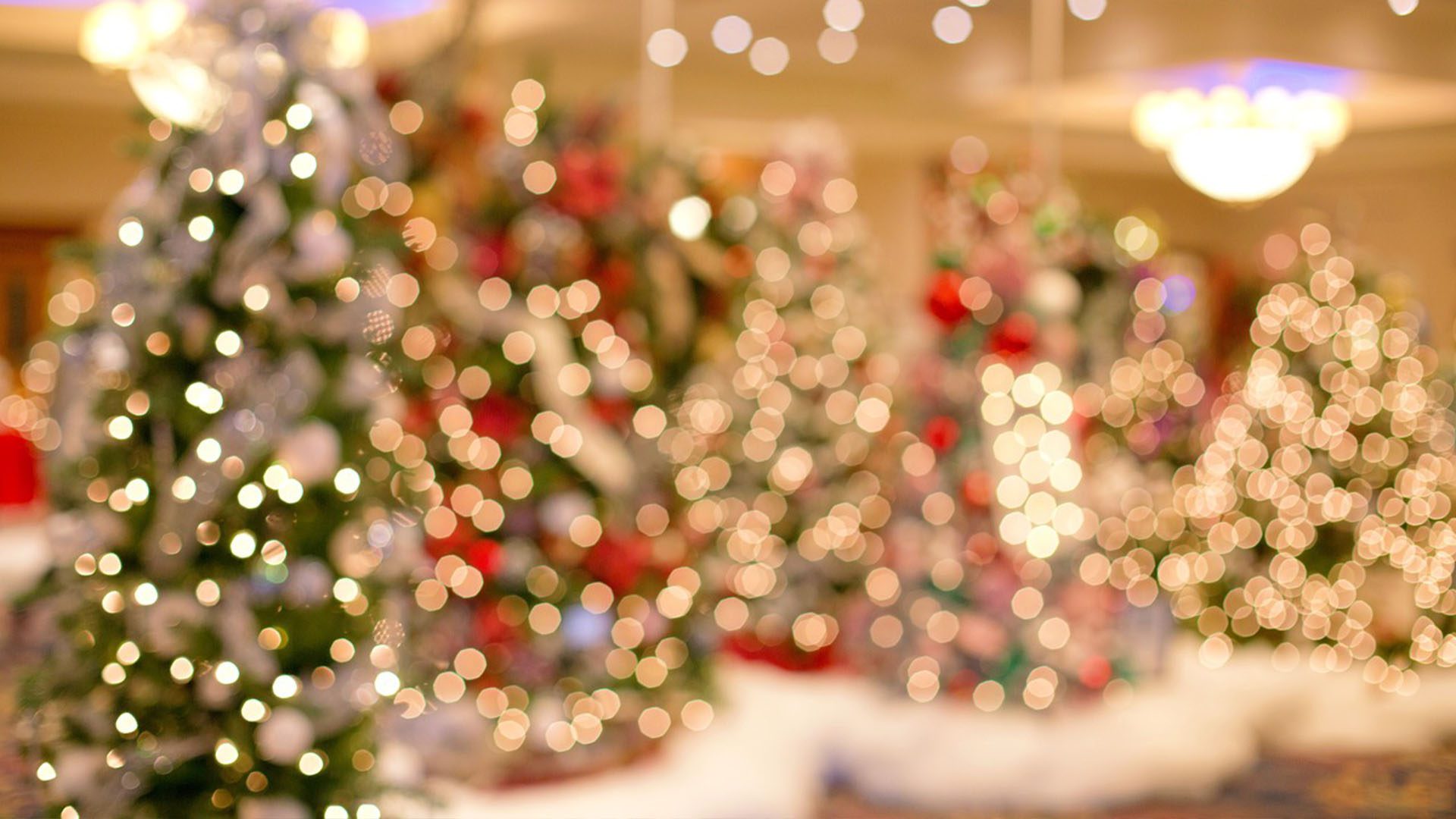soft focus shot of decorated Christmas trees lined up in a hotel ballroom